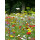 Blumenwiese "Marienkäfer" 7m²